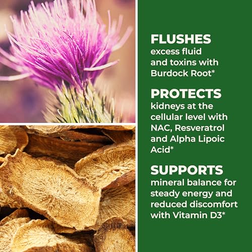 LifeSeasons Kidney Support Supplement – Cellular Protection with NAC, Alpha Lipoic Acid, Resveratrol, Burdock Root & Vitamin D3 – Supports Detox, Oxidative Stress & Renal Function – 120 Capsules LifeSeasons Au supplements