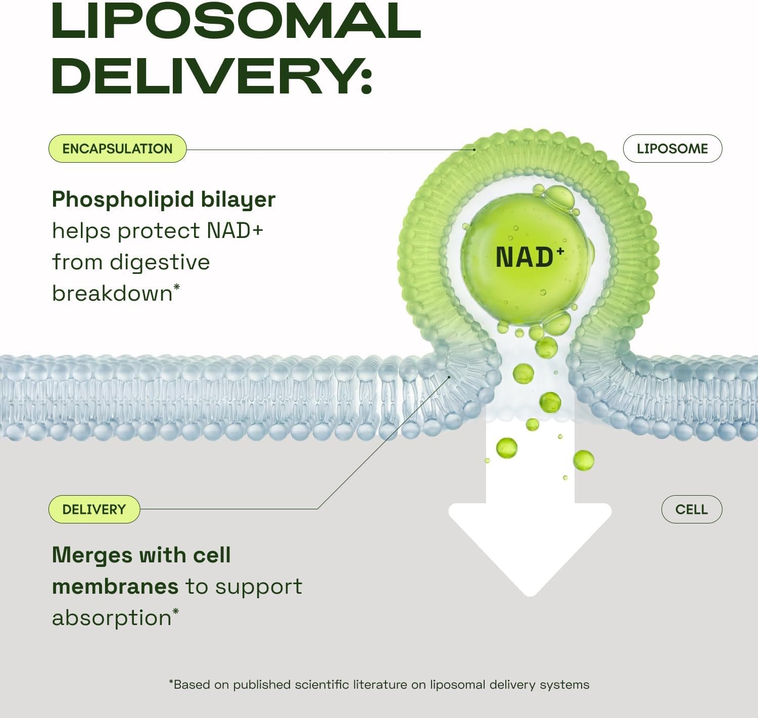 Cata-Kor NMN Supplement Alternative – Liposomal NAD+ Supplement – Third-Party Tested – NAD CORE – 30-Day Supply – 60 Capsules Cata-Kor Au supplements