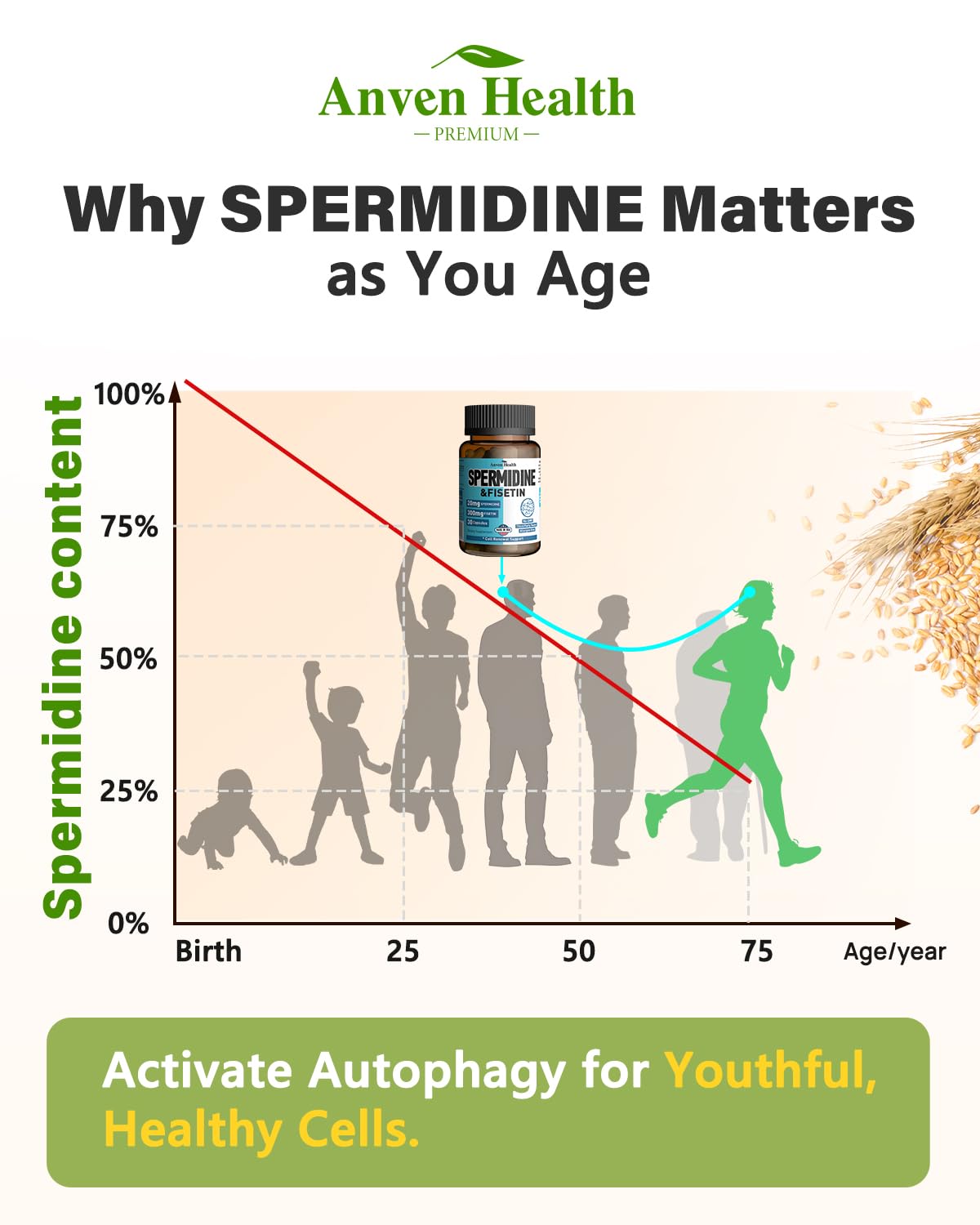Spermidine & Fisetin Supplement - 20mg of 99% Spermidine Per Serving, 3HCL & 300mg Fisetin for Women Men Cell Renewal, Aging Defense & Longevity, Gluten Free, Non-GMO, Made in USA | 30 Veggie Caps Anven Health Au supplements