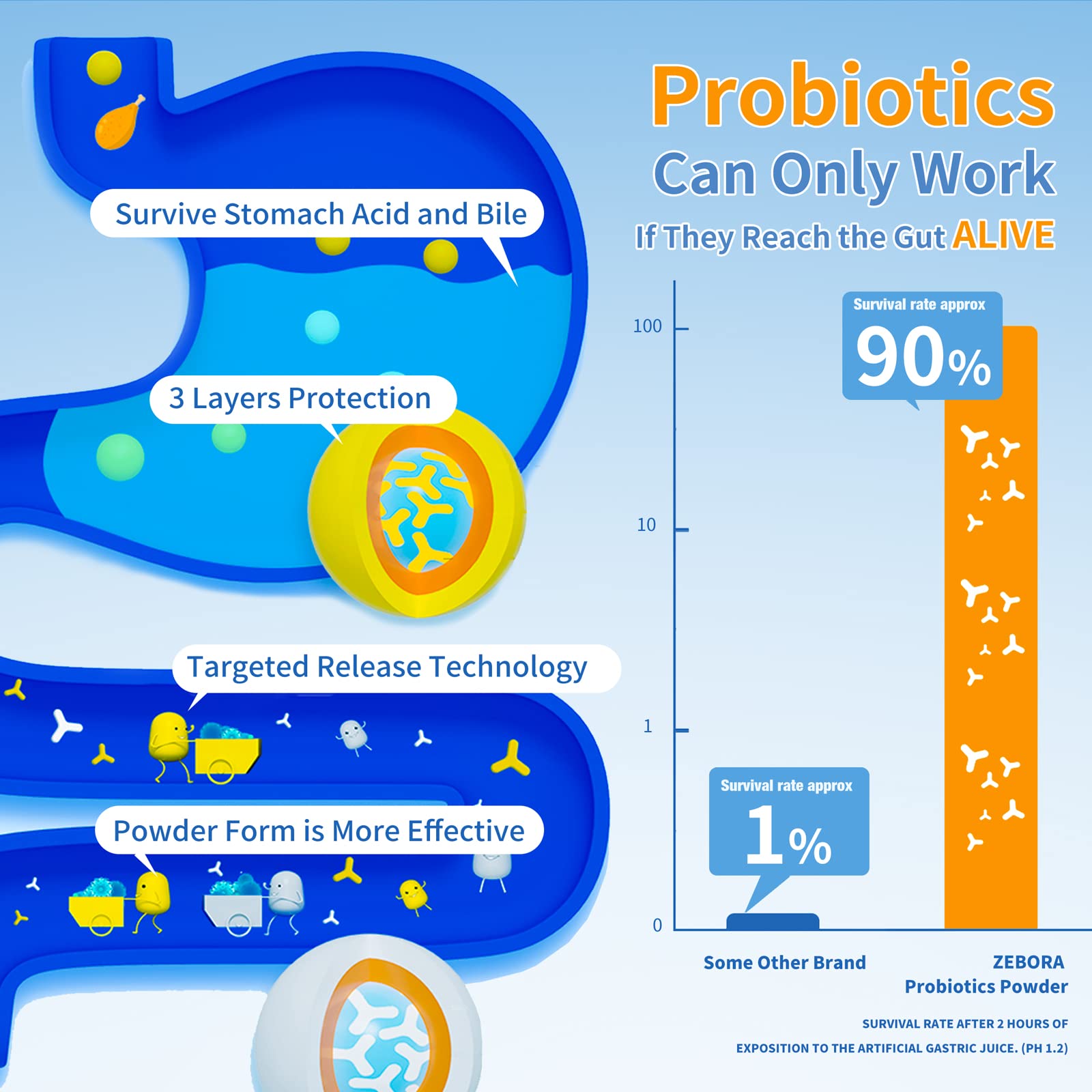 ZEBORA Probiotics for Women, Men and Kids, Prebiotics and Probiotics Powder ZEBORA Au supplements