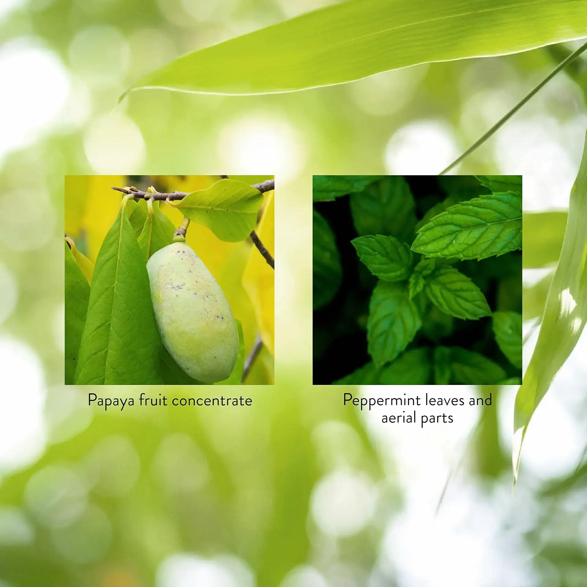 Papaya & Peppermint by Nature's Sunshine Nature's Sunshine Au supplements