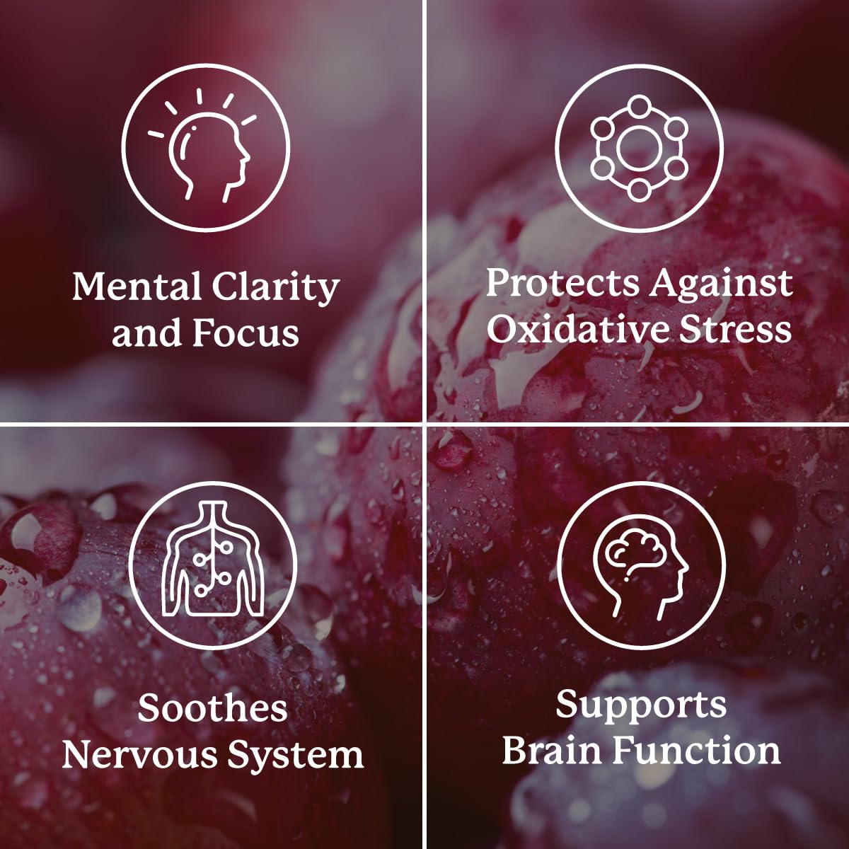 Nature's Sunshine Focus Attention, 90 Capsules, Provides Nutrients That Help Maintain Normal Brain-Stimulation Levels While Supporting Blood Circulation and Neurotransmitter Levels in The Brain Nature's Sunshine Au supplements