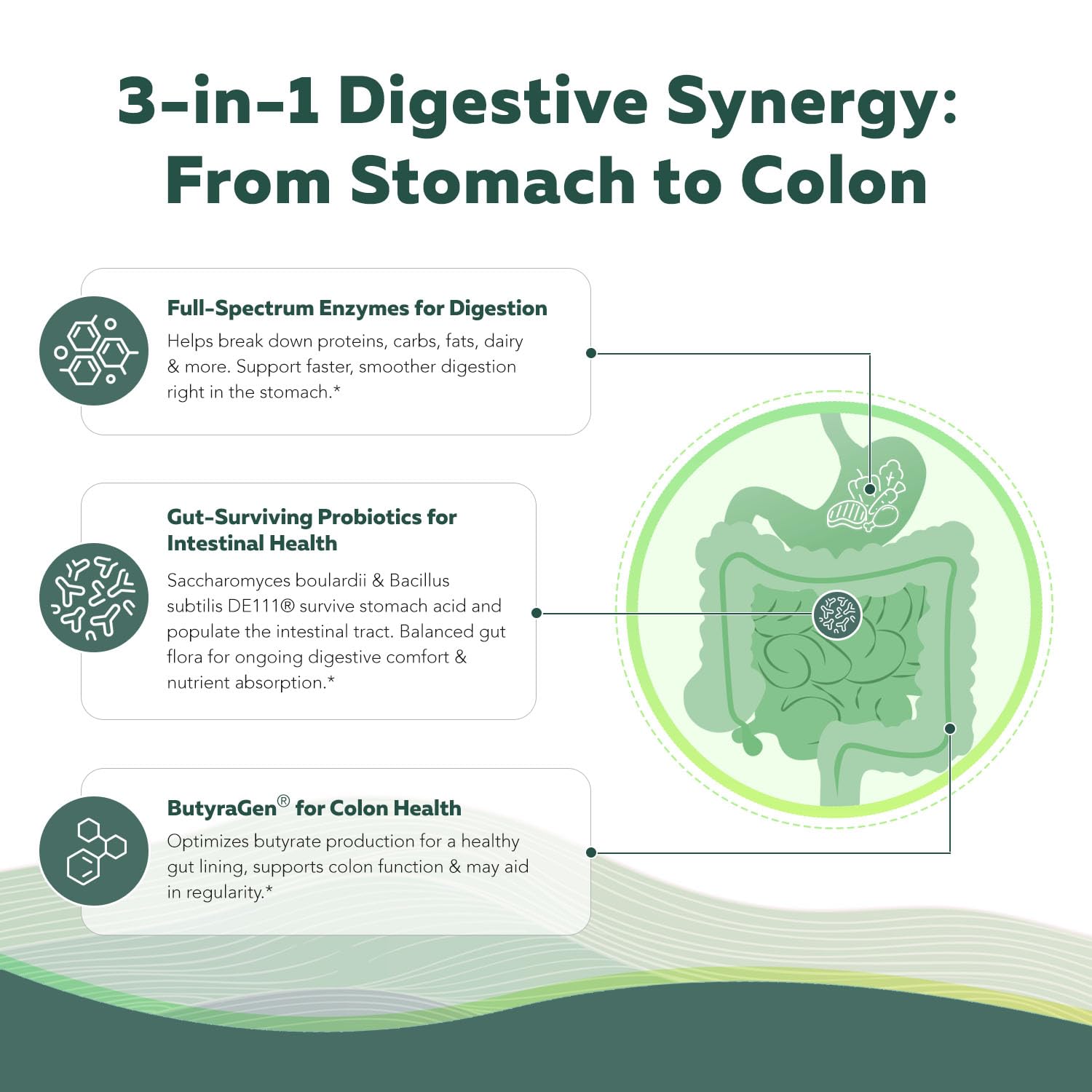 Flora Digest - 3-in-1 Max Strength Digestive Enzymes + Gut Surviving Probiotics & ButyraGen® Postbiotic for Optimal Digestion, Bloating Relief, Regularity, Gut Lining & Colon Support - (60 Capsules) Triquetra Health Au supplements