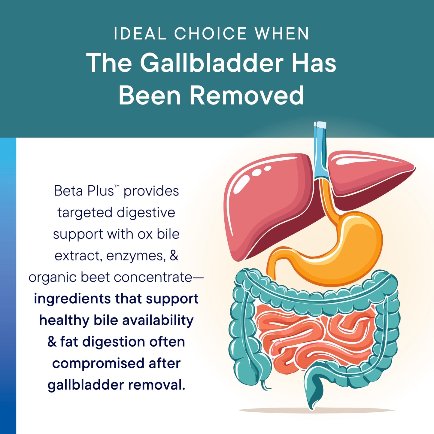 Biotics Research Beta-Plus™ Nutritional Ox Bile Salts Digestive Enzymes Supplement for Bile Production for No Gallbladder-Supports Overall Liver Function, BIOTICS RESEARCHUS supplements