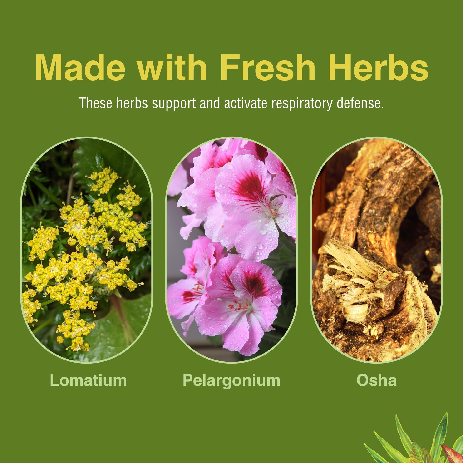 Herbs Etc. Loviral - Lung Health Supplement for Respiratory Defense & Support - Herbal Supplement with Lomatium, Pelargonium & OSHA - Gluten-Free - 60 Softgels (60 Servings) Herbs Etc. Au supplements