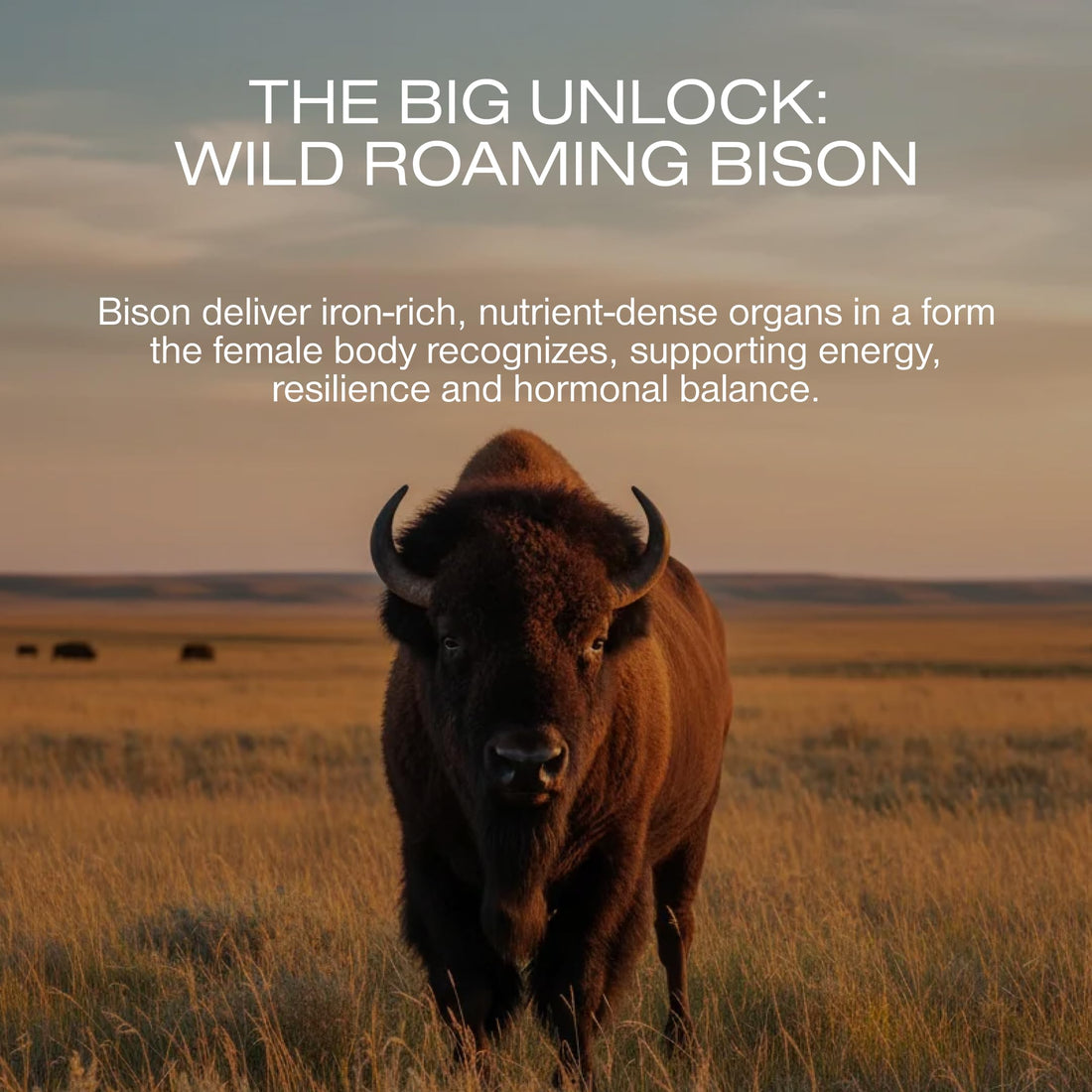 HUMAN NATURE Vital Woman Grass Fed Bison Organ Supplements for Women in Every Stage of Life, Multivitamin for Women with Iron and Effera Lactoferrin HUMAN NATURE Au supplements